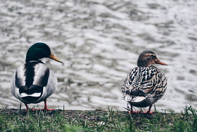 Bird on field by water