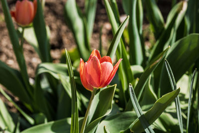 plant