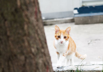 Portrait of cat