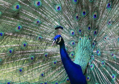 Close-up of peacock