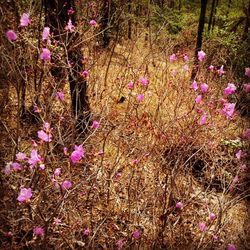 Pink flowers blooming in field