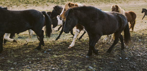 Horses standing in a field