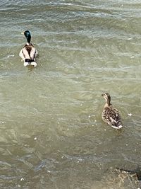 Two ducks swimming in lake