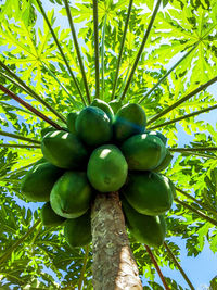 Low angle view of fruits growing on tree