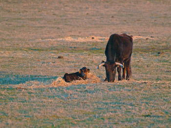 Cow and calf on landscape