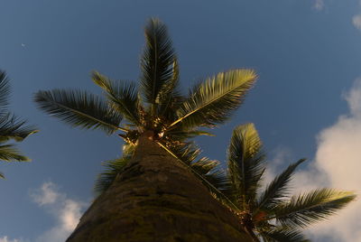 Low angle view of palm tree against blue sky