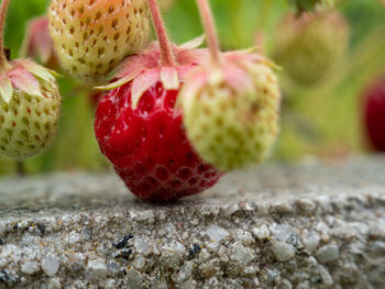 Wild strawberry. strawberries close up. wild strawberry bush.