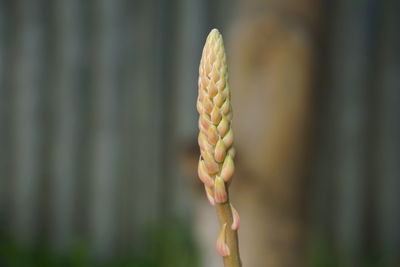 Close-up of alovera flowers 