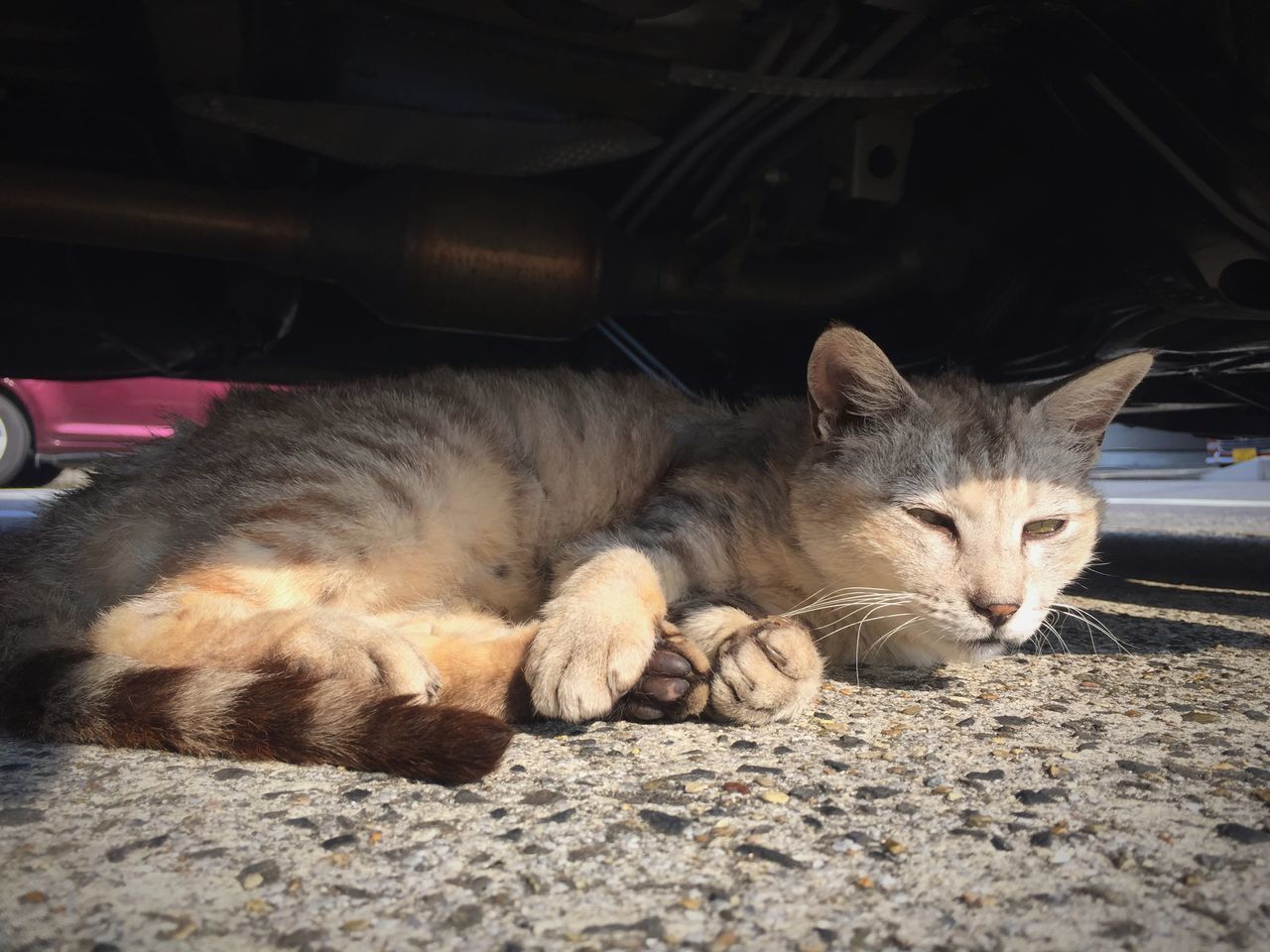 PORTRAIT OF CAT RESTING ON FLOOR