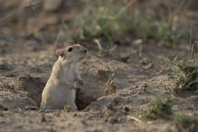 Indian desert jird