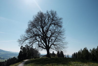 Low angle view of bare trees on field against sky