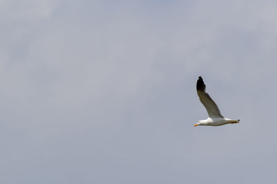 Low angle view of seagull flying