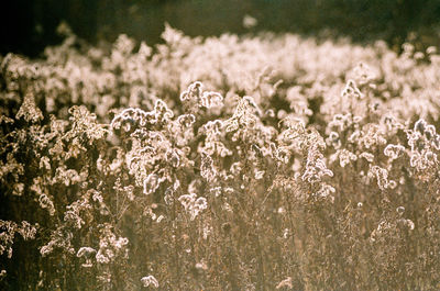 White flowers growing on field