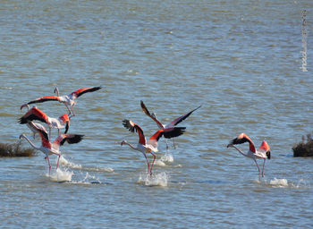 Birds flying over lake