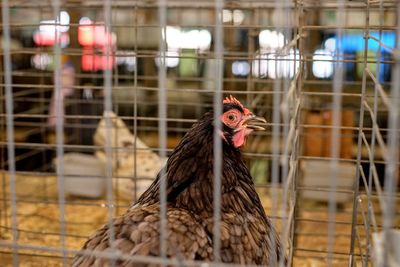 Close-up of bird in cage