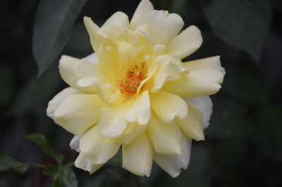 Close-up of fresh white yellow flower