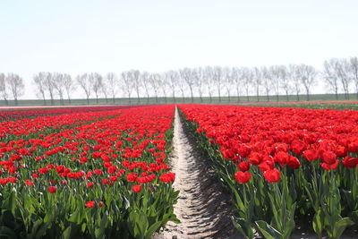 Red tulips in field