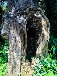 Trees growing in forest