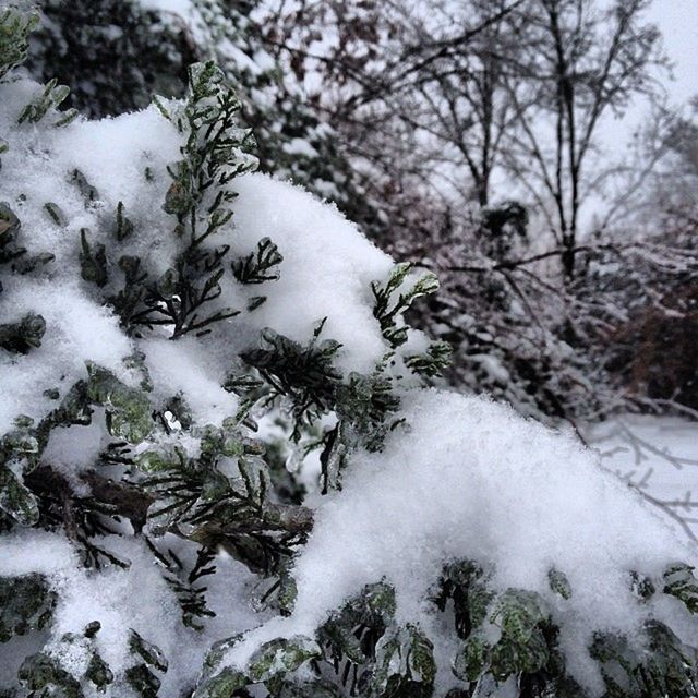 snow, winter, cold temperature, tree, season, weather, covering, tranquility, nature, tranquil scene, beauty in nature, white color, branch, frozen, growth, forest, scenics, covered, non-urban scene, bare tree