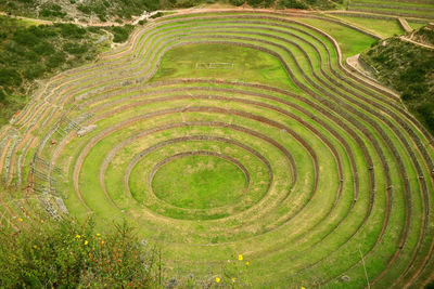 High angle view of green farm