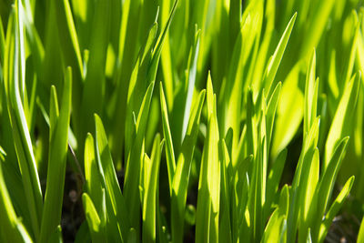 Full frame shot of fresh green plants