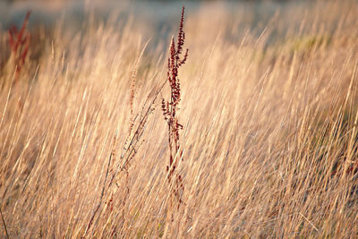 Close-up of stalks in field