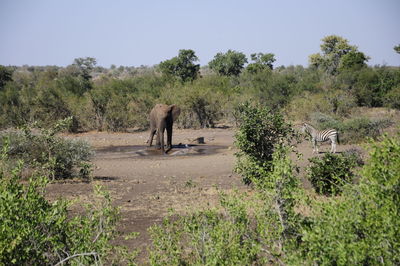 Elephant in a field