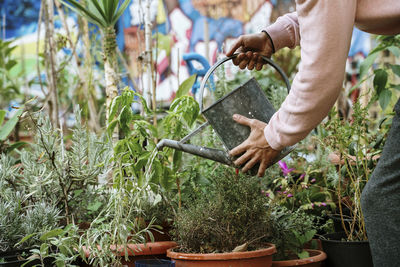 Man watering plants in garden