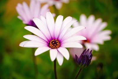 Close-up of pink flower