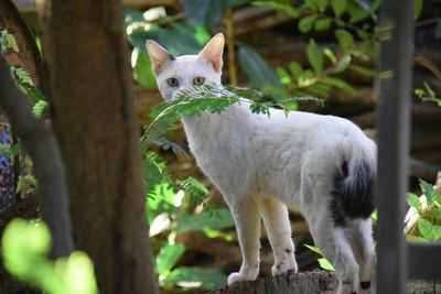 White cat