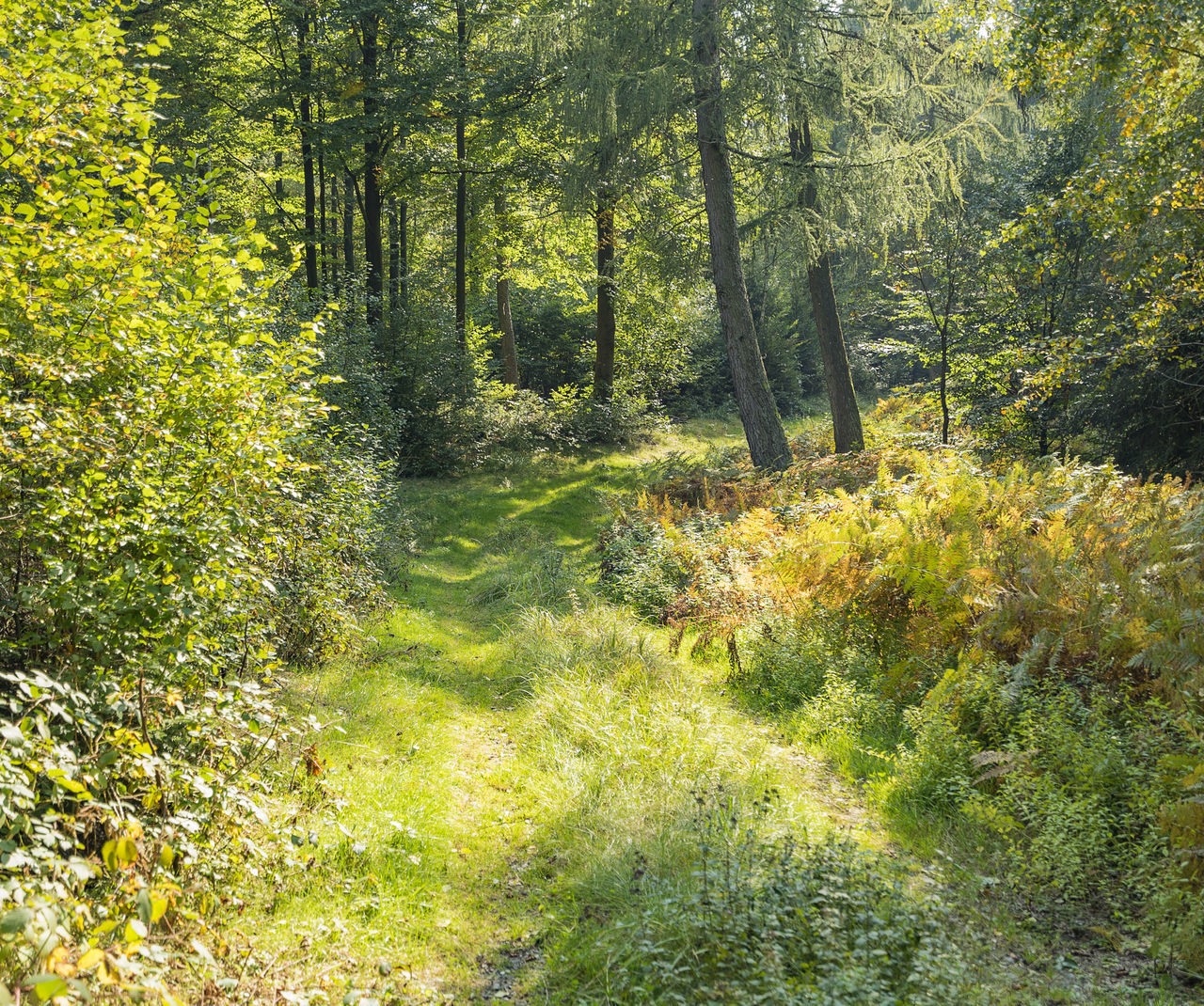 PLANTS GROWING ON LAND