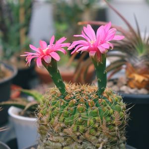 Close-up of pink cactus flower pot