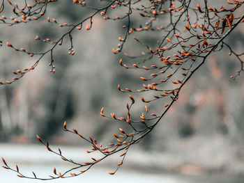 Low angle view of plant against sky