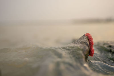 Close-up of red rock on beach