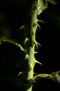 Close-up of plant at night