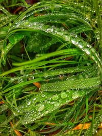 Close-up of wet plant leaves during rainy season