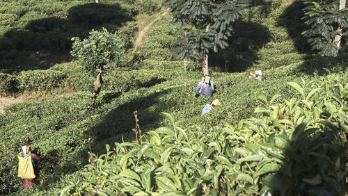 High angle view of farmers working at farm