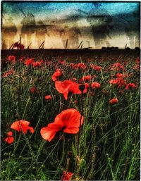 Close-up of red flowers blooming in field