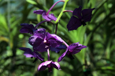 Close-up of purple flowering plant