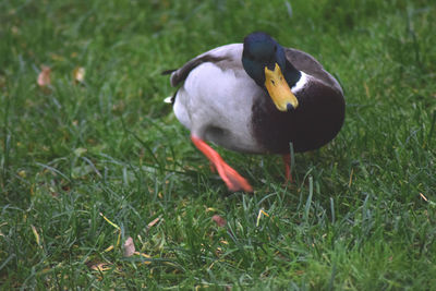 Close-up of duck on field