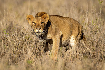 Lioness stands