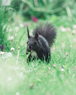 Close-up of an animal on grass