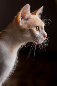 Close-up of cat looking away