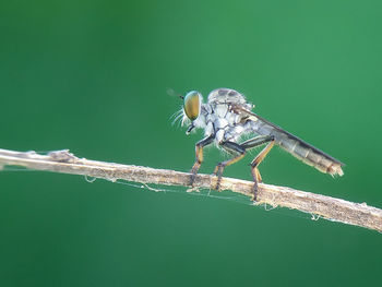 Close-up of insect on twig