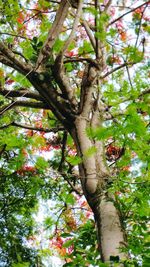 Low angle view of a tree