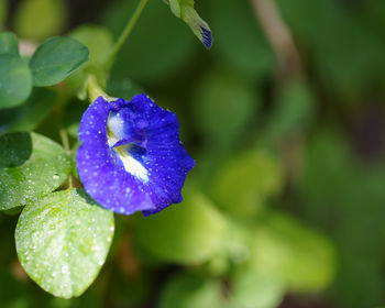 Close-up of purple flowering plant