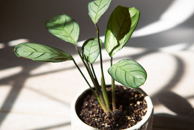 Close-up of plant