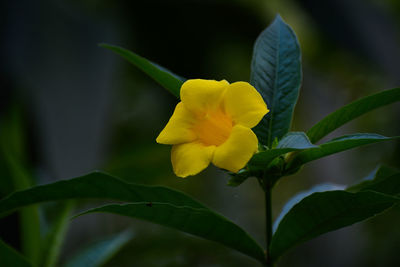 Close-up of yellow flowering plant