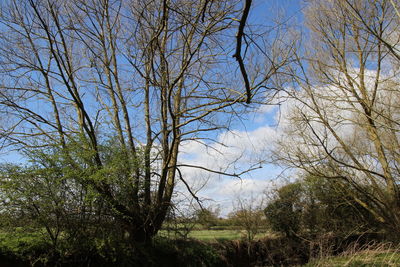 Bare trees on landscape against sky