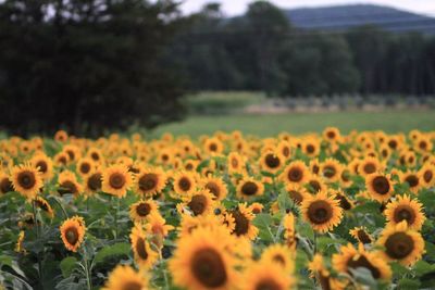 Sunflowers blooming on field